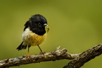Lejscik novozelandsky jizni - Petroica macrocephala macrocephala - South Island Tomtit - miromiro 9528